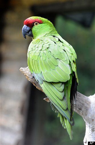 Drug Addicted Parrots Recover At Rehab Center Huffpost Impact