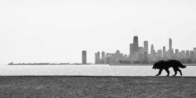 Dog walks along Montrose Harbor with Chicago skyline in background.