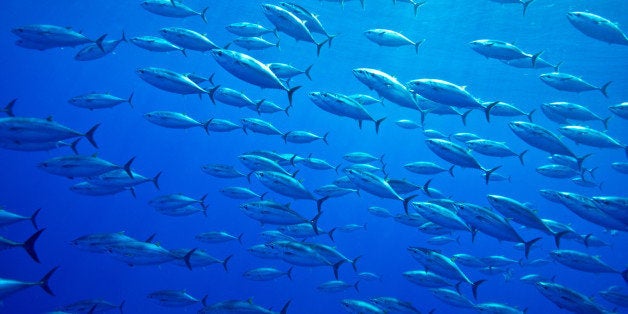 ATLANTIC BLUEFIN TUNA, Thunnus thynnus, Scombridae, school of juveniles, The Azores, Atlantic Ocean