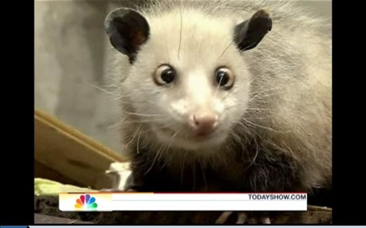 Cross Eyed Opossum At 2011 Oscars Heidi Asked To Join Academy Awards Ceremony Video