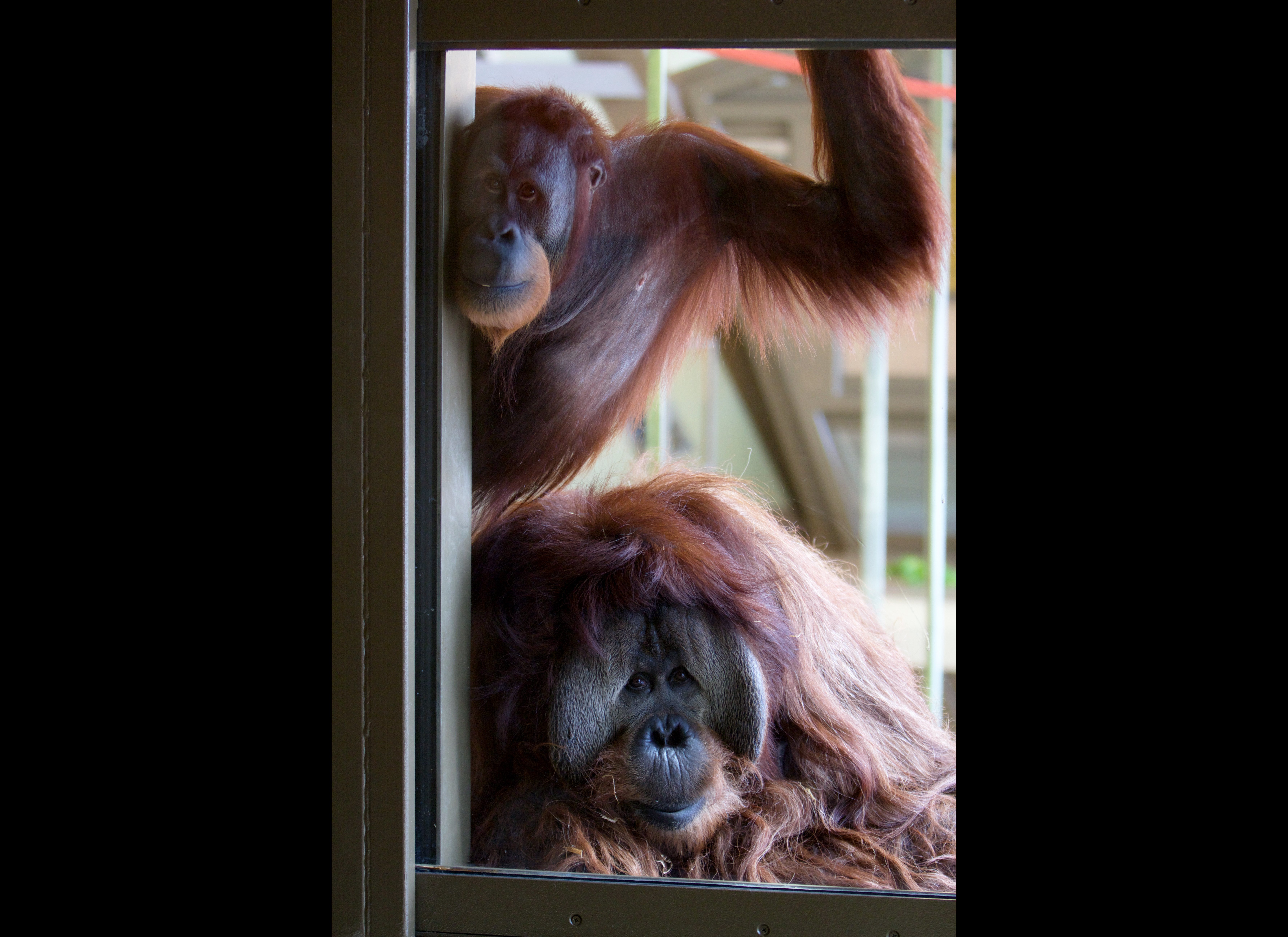 spectre ops orangutan