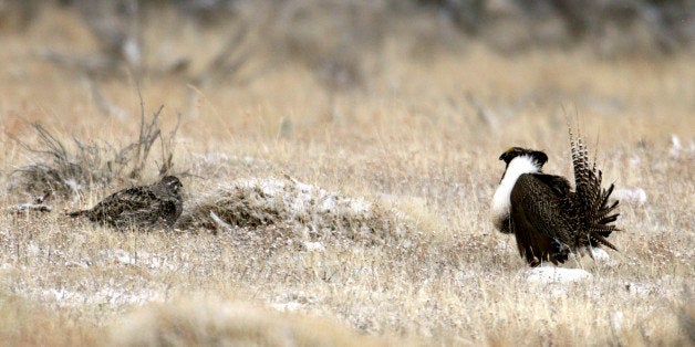 This April 2011 photo provided by Colorado Parks and Wildlife shows a male and female Gunnison sage grouse near Gunnison, Col
