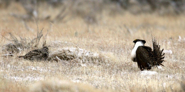 This April 2011 photo provided by Colorado Parks and Wildlife shows a male and female Gunnison sage grouse near Gunnison, Colo. The obscure, chicken-sized bird, best known for its mating dance, could help determine whether Democrats or Republicans control the U.S. Senate in November. The federal government is considering listing the greater sage grouse as an endangered species next year. Doing so could limit development, energy exploration, hunting and ranching on the 165 million acres of the birdâs habitat across 11 Western states. (AP Photo/Colorado Parks and Wildlife, Mike Danzenbaker)