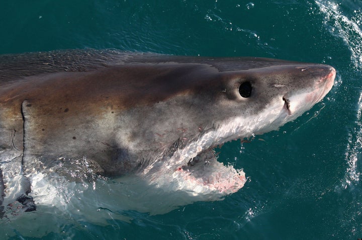 Turning the Tide to Protect the World's Sharks