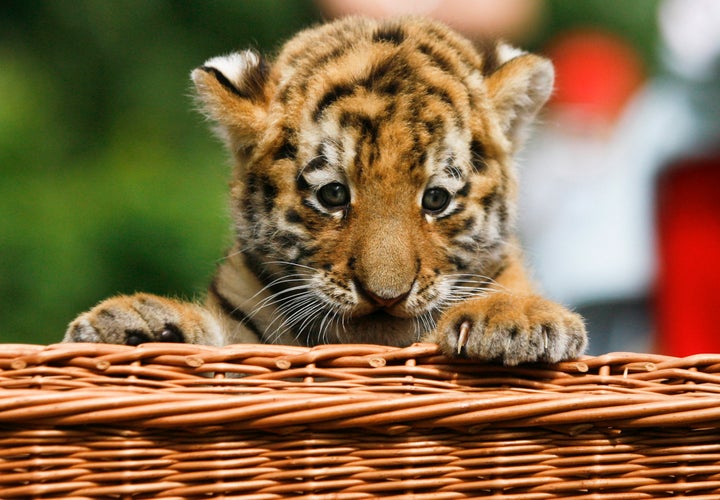 Siberian Tigers Have Human Like Qualities, Study Finds