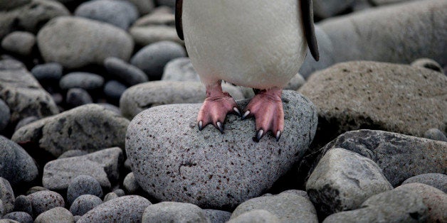 In this Jan. 24, 2015 photo, a Chinstrap penguin stands on a rock in Robert Island, in the South Shetland Islands archipelago