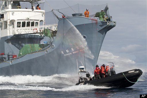 Sea Shepherd Conservation Society - Wikipedia