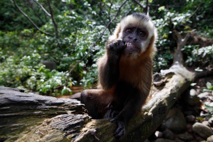 Endangered Monkeys Invent New Fishing Method