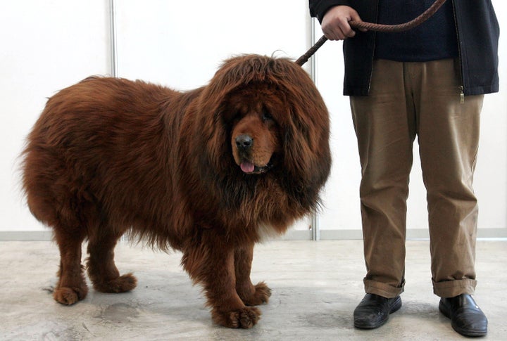 World's most expensive store dog tibetan mastiff