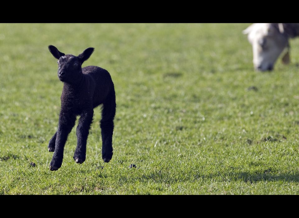 A newborn sheep jumps in a field on Marc