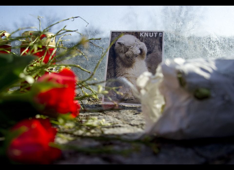 Flowers and a picture of Knut the polar