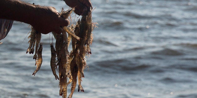 A fisherman holds shrimp pulled out of a net in the waters near Dautillos, Mexico, on Wednesday, Sept. 30, 2015. A summer ban