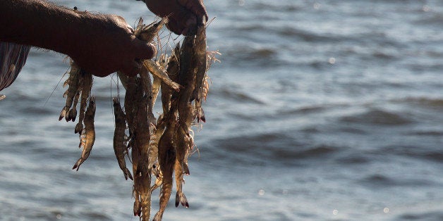 A fisherman holds shrimp pulled out of a net in the waters near Dautillos, Mexico, on Wednesday, Sept. 30, 2015. A summer ban on shrimp fishing in the Mexican federal waters of the Pacific Ocean has been lifted, according to a notice published in the Official Gazette (Diario Oficial de la Federacion) last month. Photographer: Susana Gonzalez/Bloomberg via Getty Images