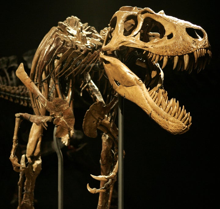 Fossils of Miniature T. Rex Found in Arctic