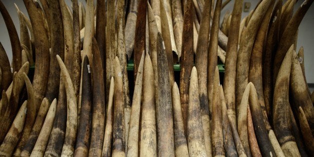 Seized ivory tusks are displayed prior to their destruction by incineration in Hong Kong on May 15, 2014. Authorities incine