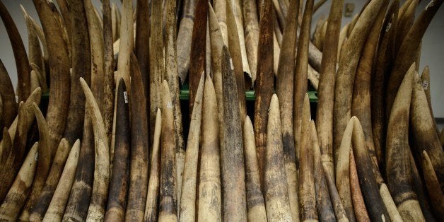 Seized ivory tusks are displayed prior to their destruction by incineration in Hong Kong on May 15, 2014. Authorities incinerated the first batch of its almost 30 tonnes of ivory seized from smugglers. AFP PHOTO / Philippe Lopez (Photo credit should read PHILIPPE LOPEZ/AFP/Getty Images)