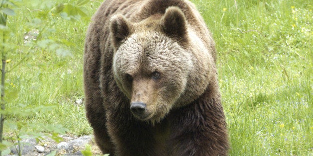 Brown bear, Munich, Bavaria, Germany