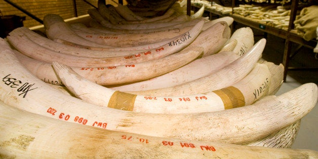 Ivory is a variety of dentin, that makes up the tusks of such animals as elephants, walruses, and preserved mammoths. It is prized for its beauty, durability, and suitability for carving. In ancient times it was treasured as highly as gold and precious stones.