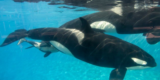 SAN DIEGO, CA - DECEMBER 02: In this handout photo provided by SeaWorld San Diego, a baby killer whale calf nurses from its mother, Kalia, at SeaWorld San Diego's Shamu Stadium December 4, 2014 in San Diego, California. Kalia's mother, Kasatka, swims beside her, as she did during Kalia's labor and delivery. Kalia gave birth to the calf at 12:34 p.m. on Tuesday, Dec. 2, under the watchful eyes of SeaWorld's zoological team. SeaWorld's zoological staff is monitoring the mom and calf round the clock, taking note of nursing, bonding and other developmental milestones. (Photo by Mike Aguilera/SeaWorld San Diego via Getty Images)