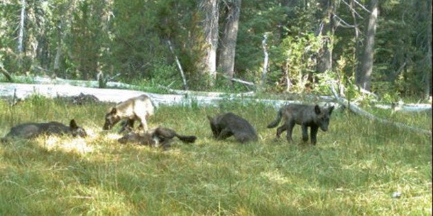 In this Aug. 9, 2015 still image from video released by the California Dept. of Fish and Wildlife shows evidence of five gray