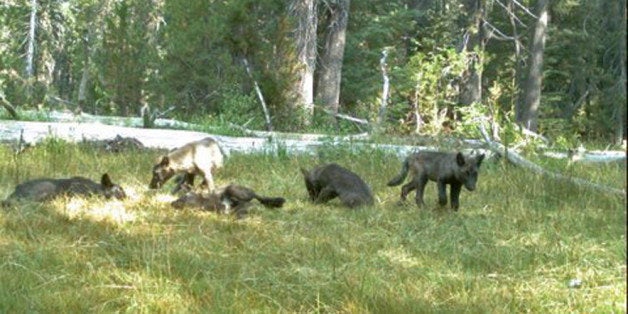 In this Aug. 9, 2015 still image from video released by the California Dept. of Fish and Wildlife shows evidence of five gray wolf pups and two adults in Northern California. California has its first wolf pack since the stateâs last known wolf was killed in 1924. State and federal authorities announced Thursday, Aug. 20, 2015, that a trail camera captured photos earlier this month of two adults and five pups in southeastern Siskiyou County. They were named the Shasta pack for nearby Mount Shasta. (California Dept. of Fish and Wildlife via AP)