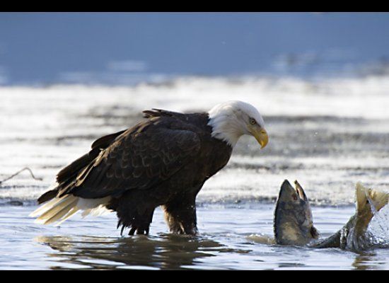 Bald Eagle and Salmon