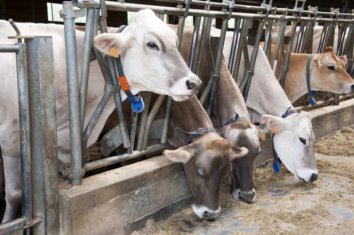 row of feeding dairy cows in a...