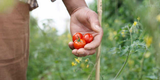 Close up of hand holding tomatoes.