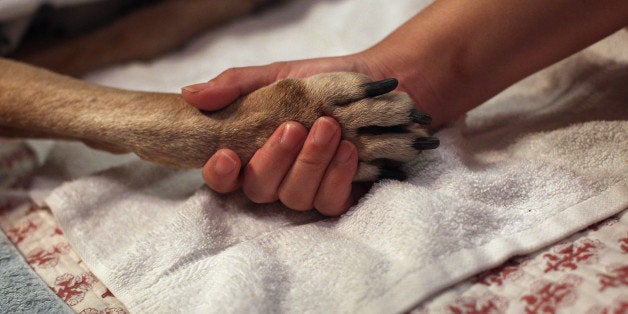 NEW YORK, NY - MAY 09: Tomo McLoyd holds the paw of her dog Rocky, 14, as veterinarian Wendy McCulloch euthanizes the pet at their apartment on May 9, 2012 in New York City. McLoyd had made the difficult decision to call McCulloch to perform the procedure after the pet could no longer walk. End of life issues have become increasingly important for pet owners, as advanced medical treatments and improved nutrition are extending pets lives well into old age. McCulloch runs Pet Requiem, a home veterinary service designed to provide geriatric care and in-home euthanasia for dying pets in the New York and New Jersey area. Many pet owners are choosing such in-home care to try and provide a humane and compassionate 'good death' for their beloved pets. (Photo by John Moore/Getty Images)