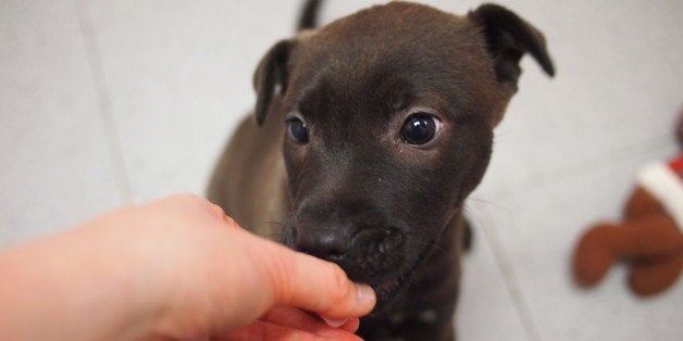 LAB MIX PUPPIES: There are 5 of these adorable Lab mix puppies, 4 males and 1 female.
These little guys are perky, playful