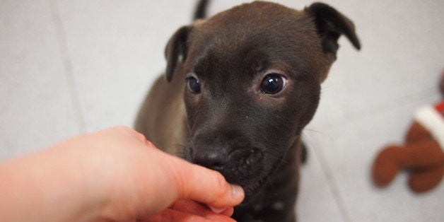 LAB MIX PUPPIES: There are 5 of these adorable Lab mix puppies, 4 males and 1 female. These little guys are perky, playful and lots of fun! They love to play with each other, and with their toys, and are very attentive for food treats (theyâll love to go to puppy class!) Though the little girl (the chocolate puppy pictured) is a little shy at first, she warms up with kind handling and encouragement.These wonderful puppies are looking for loving homes where theyâll have the attention and training they need.They live in kennel P5 & P8.For more information about them, contact doginfo@apsofdurham.org.