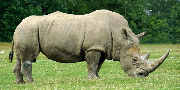 PLEASE, NO invitations or self promotions, THEY WILL BE DELETED. My photos are FREE to use, just give me credit and it would be nice if you let me know, thanks.The white rhinoceros is the largest species of rhinoceros that exists. It has a wide mouth used for grazing and is the most social of all rhino species.