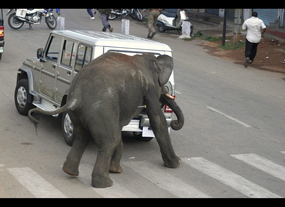 India Elephant Rampage