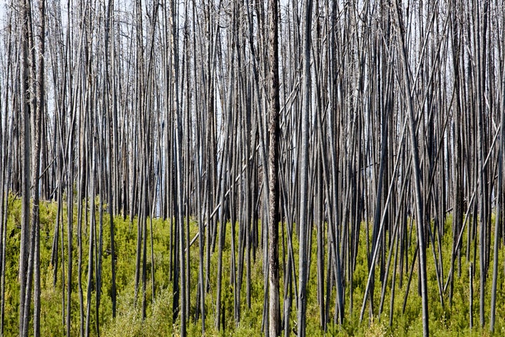 burnt bare forest of lodgepole ...