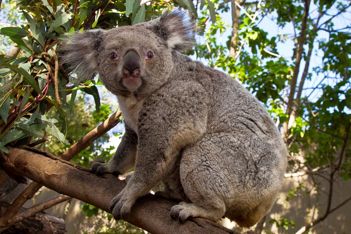 Devastating': Australian scientists race to save endangered wild koalas  from chlamydia