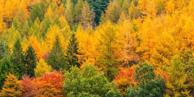 Autumn colours near Buttermere in the Lake District National Park.