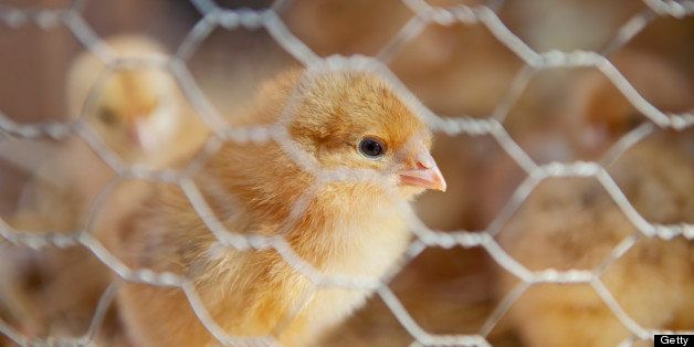 Spain, Mallorca, Sineu, Chicken in cage at market