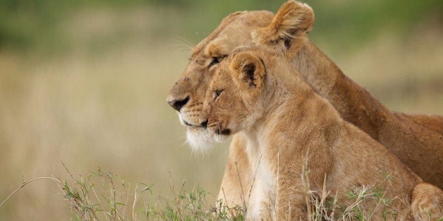 A wild lion cub sitting with its mother in Kenya