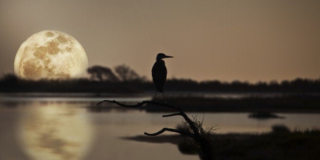 great blue heron ardea...