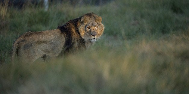 A Lion coming from an abusive background in Europe is pictured after being released at the Lionsrock Lions Sanctuary, on October 17, 2015 in Bethlehem, South Africa, where he with others will be rehabilitated for more than four years. Non Governmental Organisation FOUR PAWS brought Lions from a zoo in Baia Mare (Romania) to the LIONSROCK big cats sanctuary in Bethlehem (South Africa) releasing them into two large familiarisation enclosures. After many years of suffering in small, dark cages with concrete floors the four big cats left their transport crates and were able to feel grass under their paws for the first time in their lives. AFP PHOTO/MUJAHID SAFODIEN (Photo credit should read MUJAHID SAFODIEN/AFP/Getty Images)