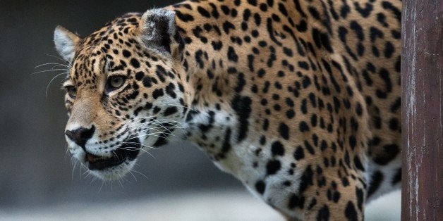 An American Jaguar strolls through its enclosure at Bratislava's Zoo on November 13, 2014. AFP PHOTO/JOE KLAMAR (Photo
