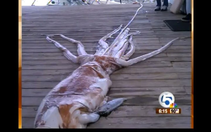 In this TikTok we catch a giant squid from Somerton Beach in