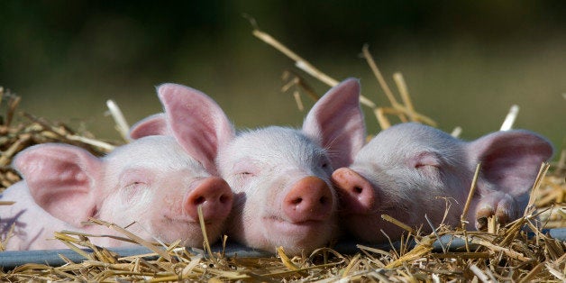 Domestic Pig, Huellhorst, Germany