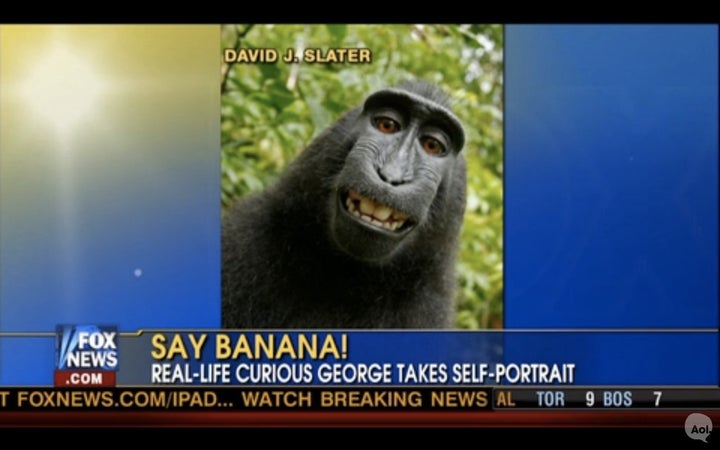 The monkey selfie lawsuit lives - The Verge