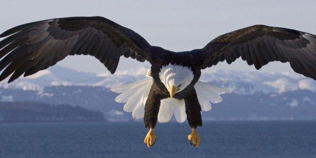 The Bald Eagle (Haliaeetus leucocephalus) is a bird of prey found in North America. It is the national bird and symbol of the