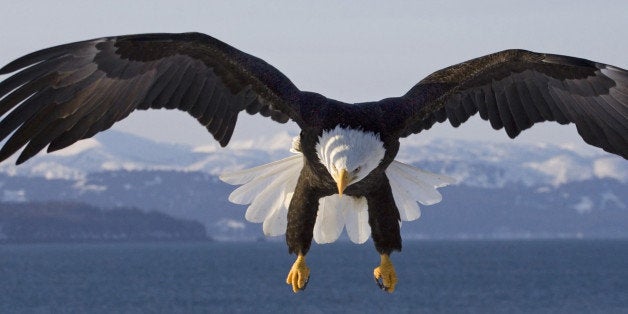 The Bald Eagle (Haliaeetus leucocephalus) is a bird of prey found in North America. It is the national bird and symbol of the United States of America. This sea eagle has two known sub-species and forms a species pair with the White-tailed Eagle. Its range includes most of Canada and Alaska, all of the contiguous United States, and northern Mexico. It is found near large bodies of open water with an abundant food supply and old-growth trees for nesting.