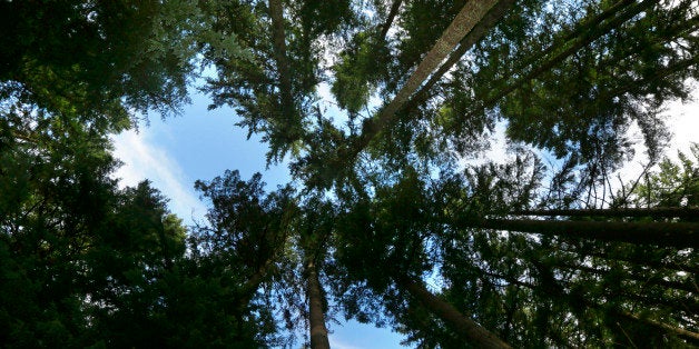 Trees growing on forest land adjacent to Mount Rainier National Park are shown Monday, Nov. 23, 2015, near Ashford, Wash. The land is part of a new project of 520 acres on private timberland that allows the private nonprofit Nisqually Land Trust to sell so-called "carbon credits" to individuals and companies - including Microsoft Corp. - who are hoping to offset their carbon footprints. (AP Photo/Ted S. Warren)