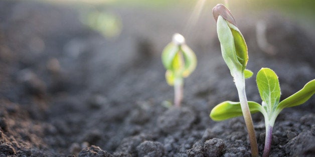 green plants growth