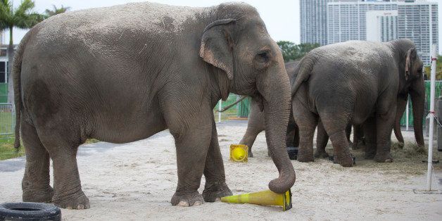In this Friday, Jan. 8, 2016 photo, an Asian elephant belonging to Ringling Bros. and Barnum & Bailey Circus, plays with a yellow traffic cone in her enclosure outside the American Airlines Arena in Miami. The circus' parent company, Feld Entertainment, told The Associated Press exclusively that the iconic elephants will be permanently retired to the company's 200-acre (80-hectare) Center for Elephant Conservation in central Florida. There are 11 elephants currently on tour with the circus. (AP Photo/Wilfredo Lee)
