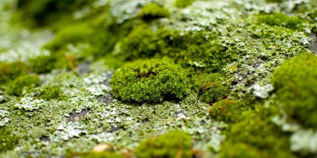 Micro algae/moss growing on rock